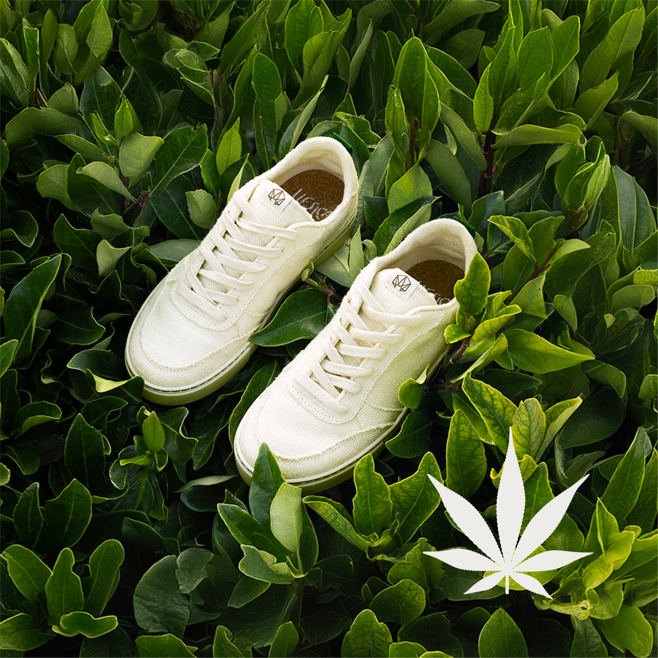 CANNACTIVA x VESICA PISCIS