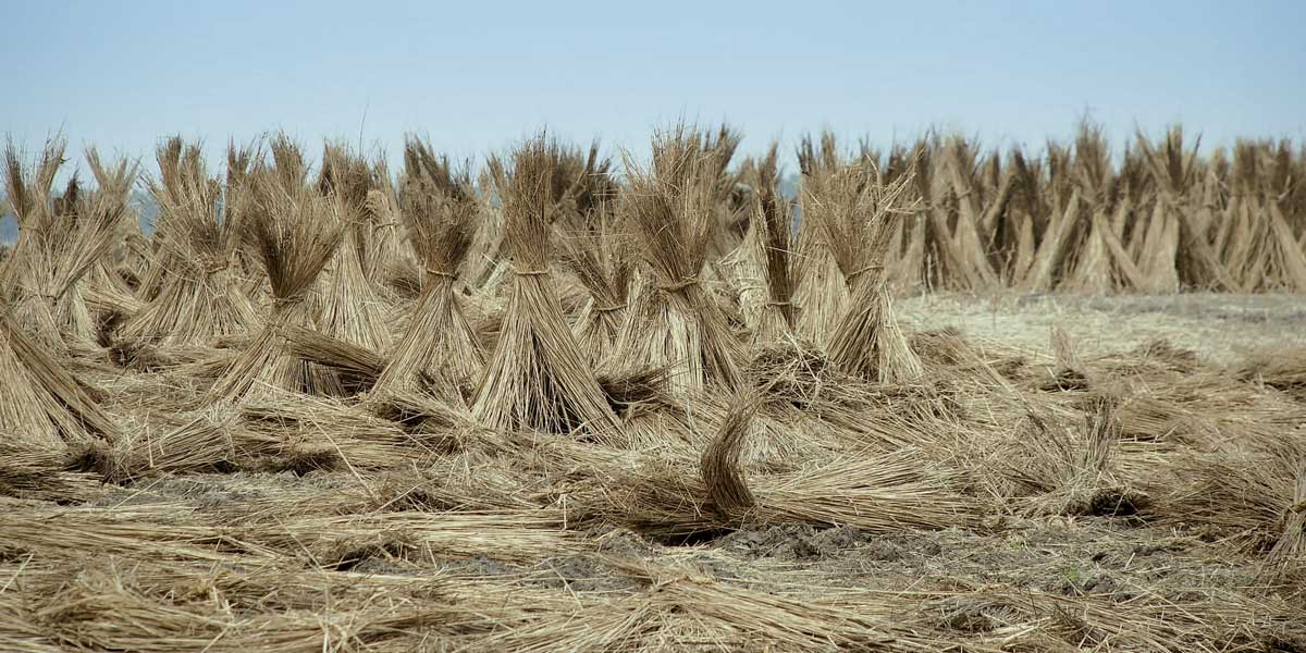 RAW HEMP, The fiber in its original state